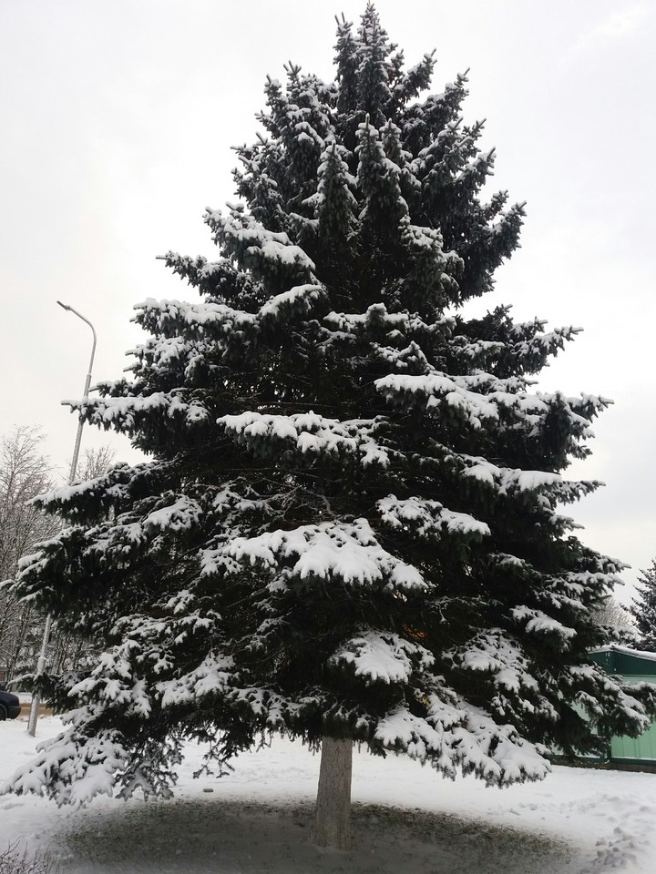 Christmas tree