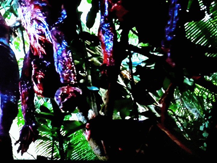 In the jungle.