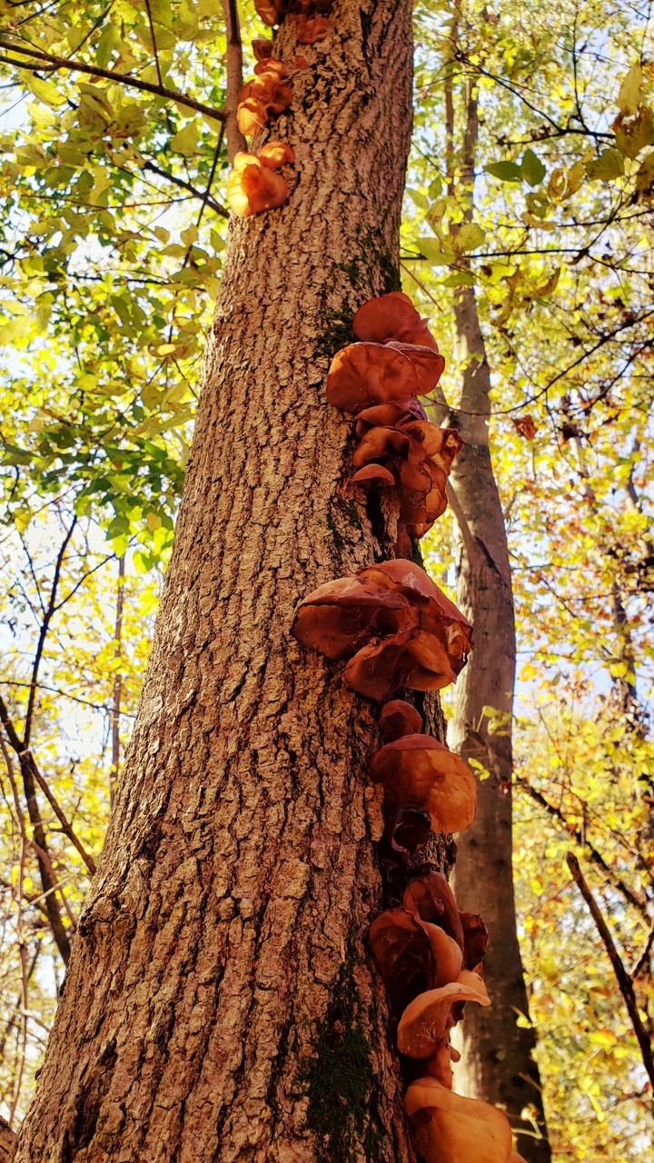 Up the tree