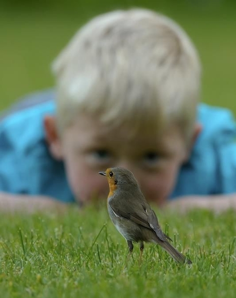 grass, bird háttérképek