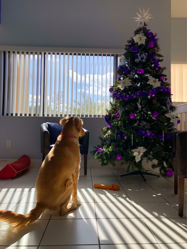 Luna, Golden Retriever