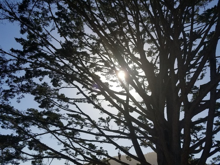 cool tree