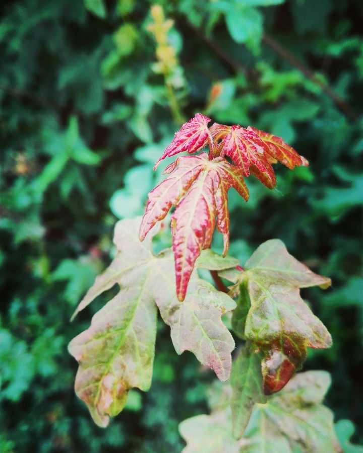 Maple