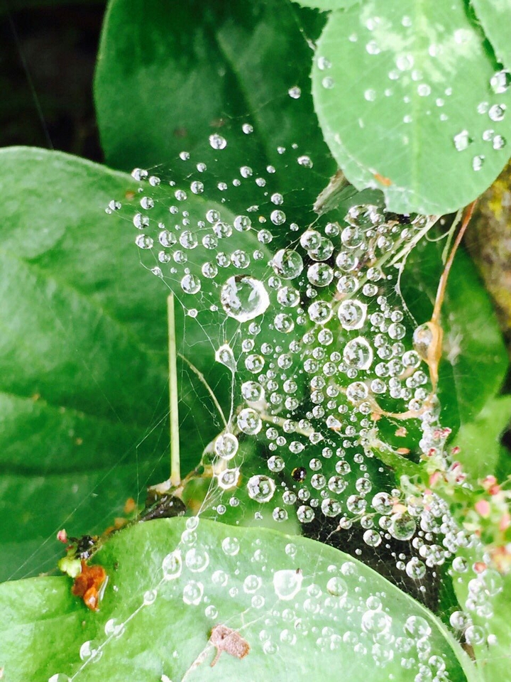 Beautiful drops❤❤