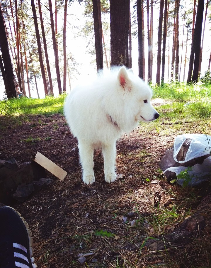 песик