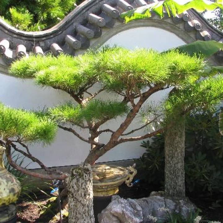 garden of my dream