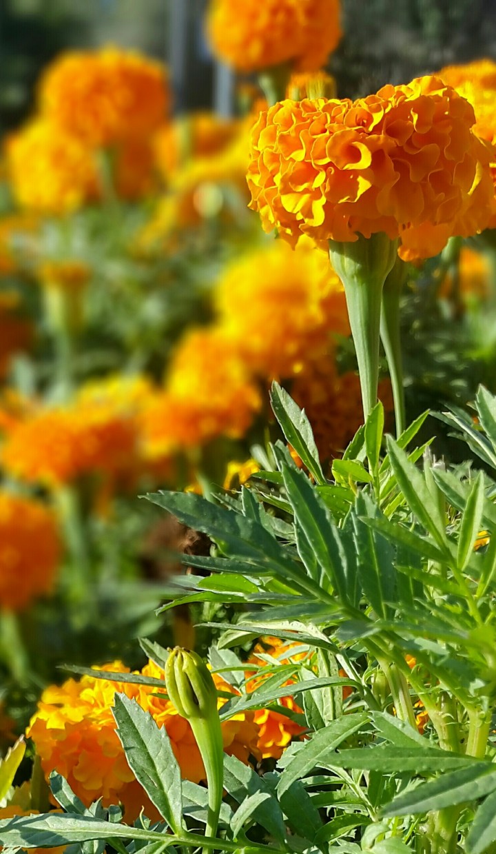 Flower garden