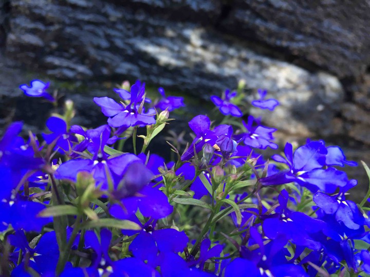 flowers?