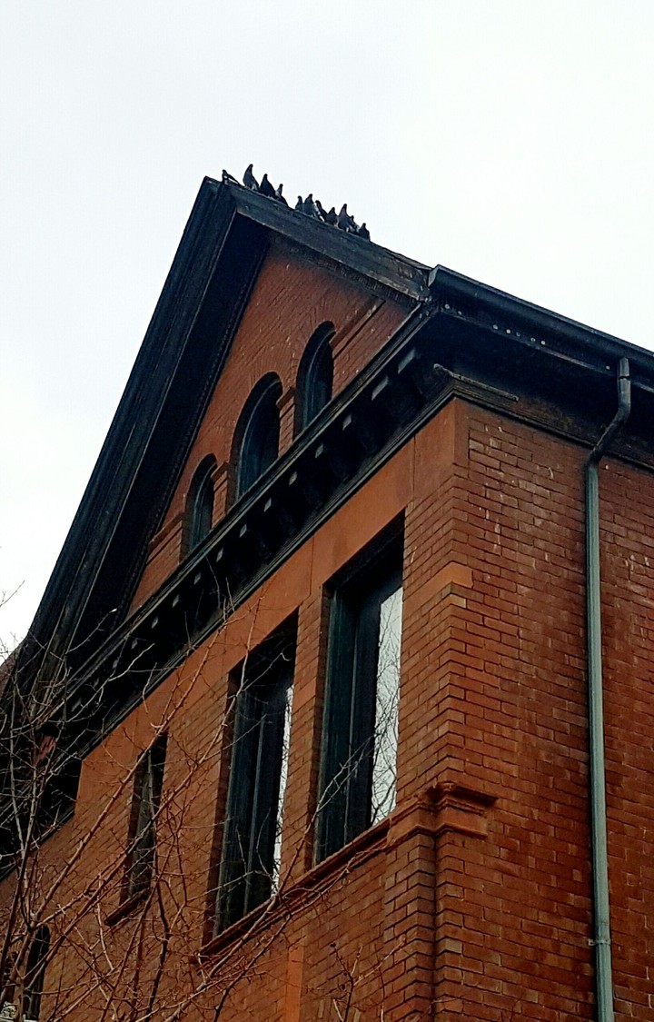 Birds on a cold tin roof