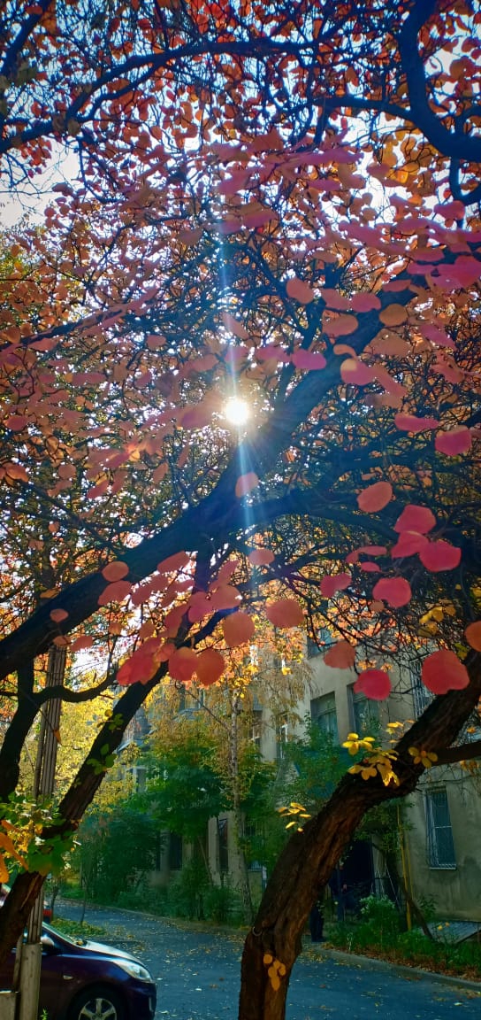 autumn