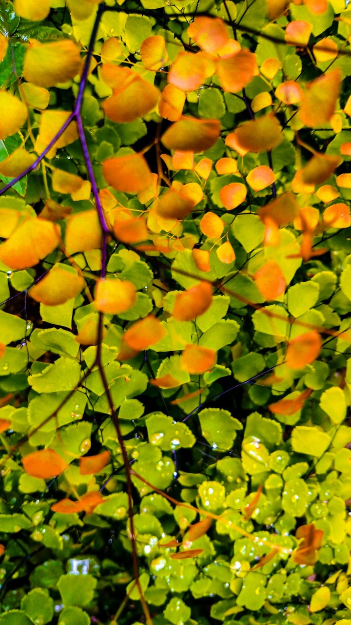 Planta do quintal