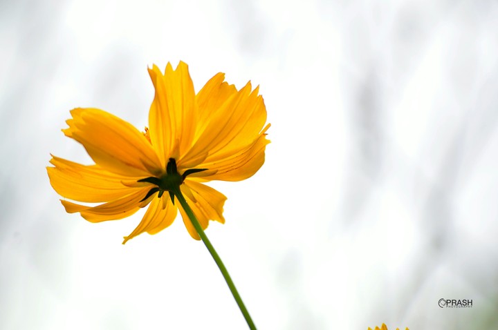 The yellow flower