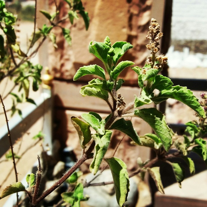 tulsi herb