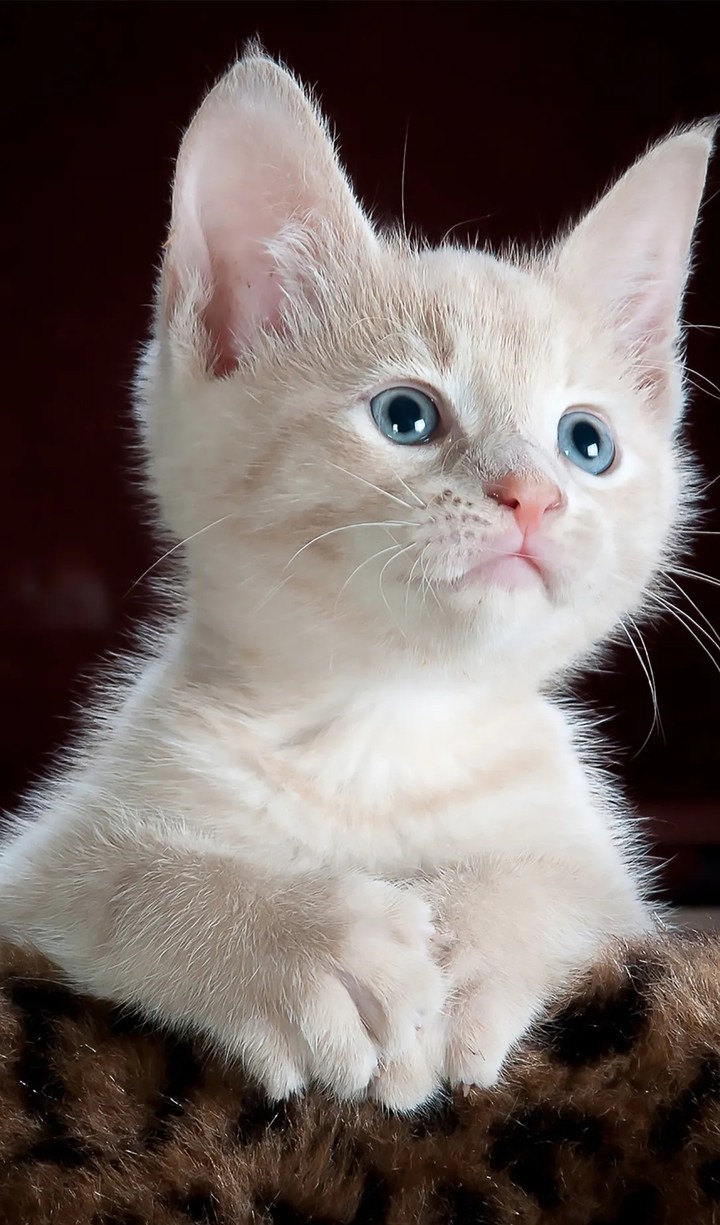 hello!! cutie