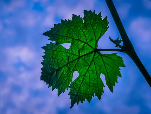 grape tree leaf