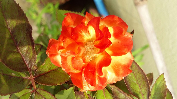 Rose