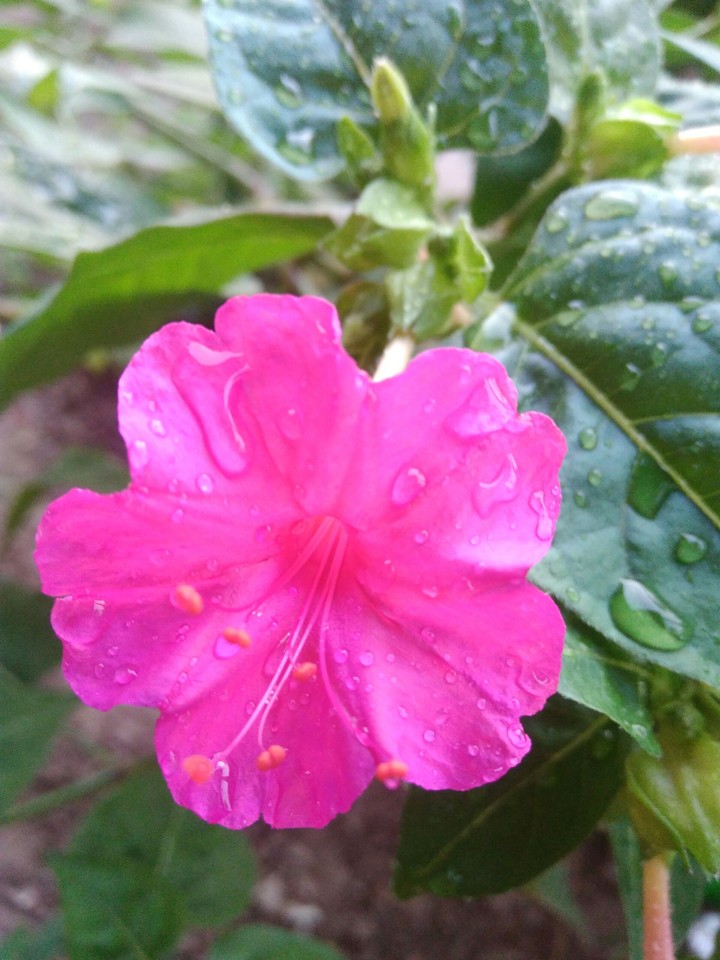 flower