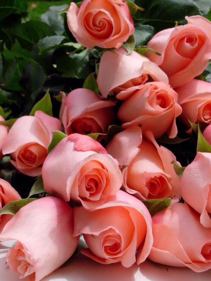 roses