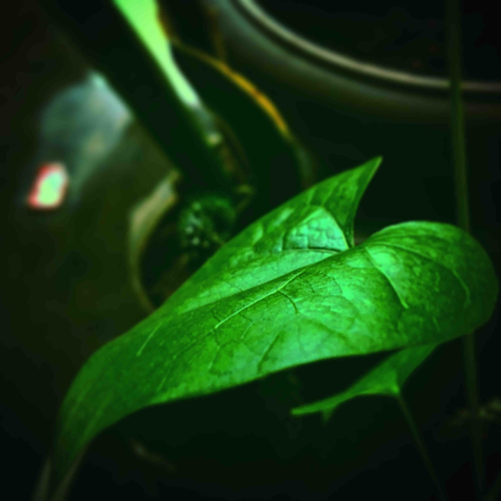leafs