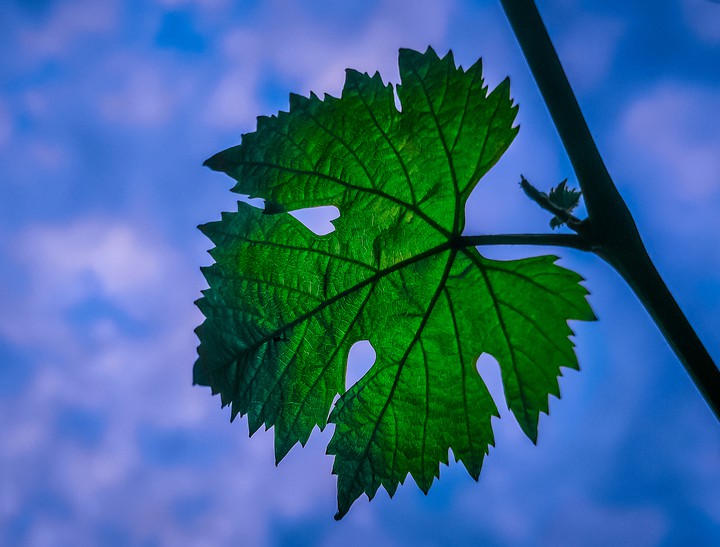 grape tree leaf