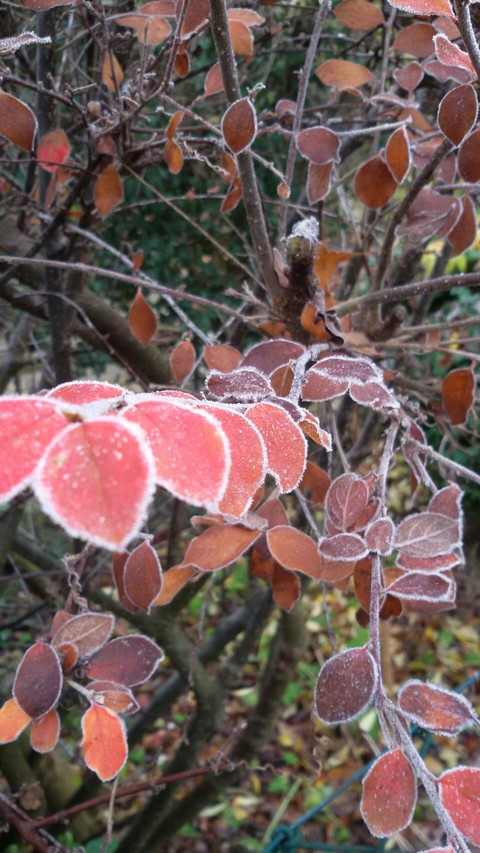 Frost
