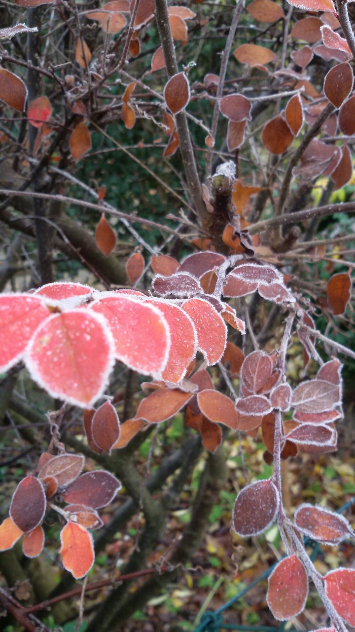 Frost