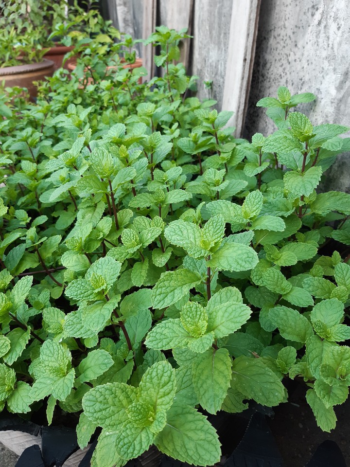 mints