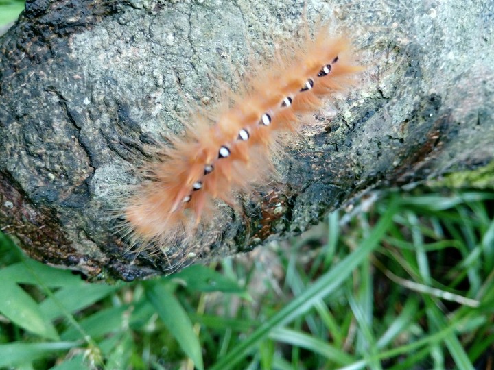 jangal