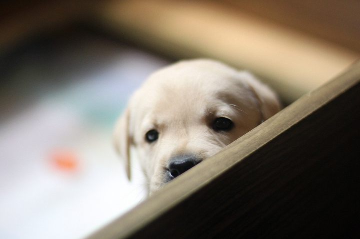 Little friend