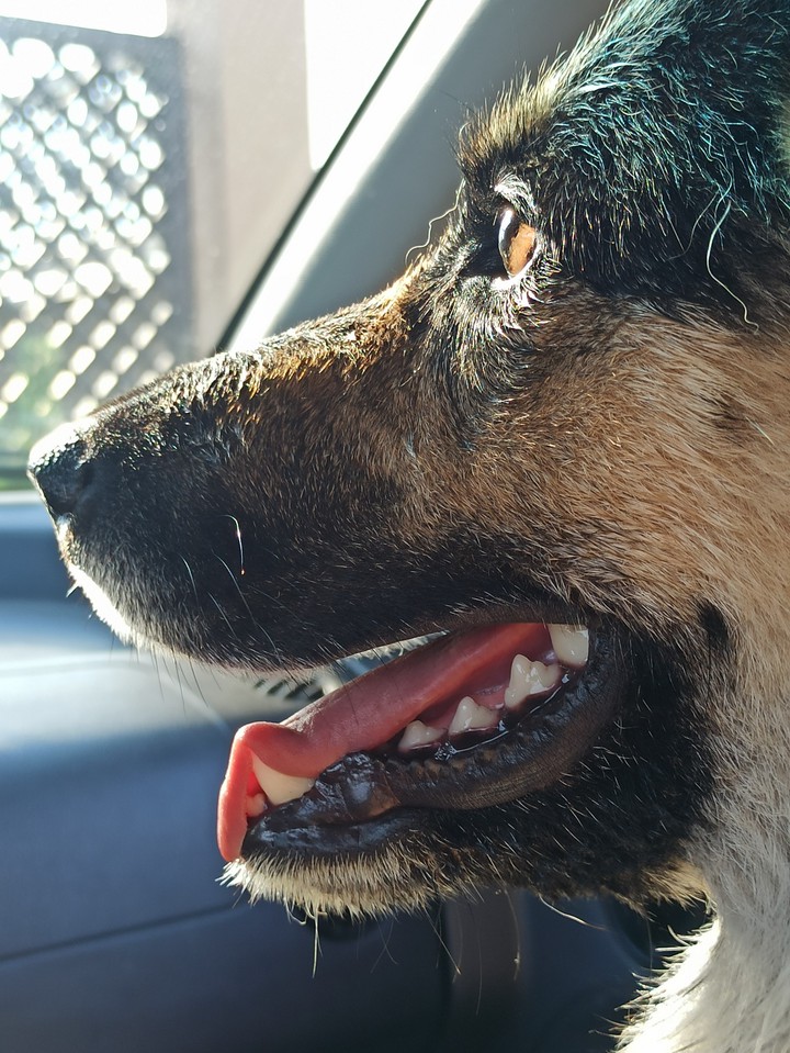 Dog