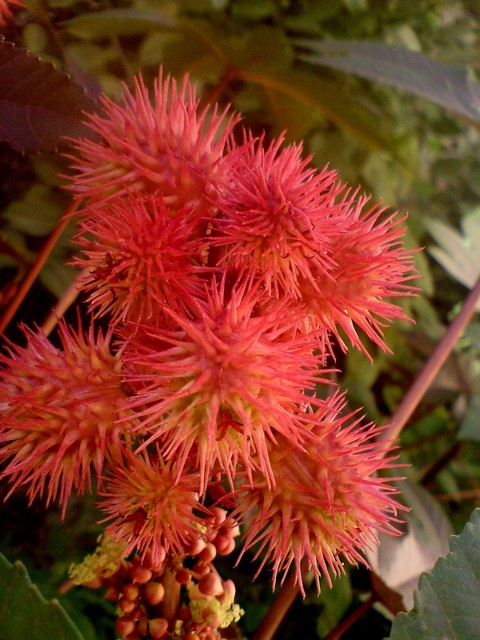 flower