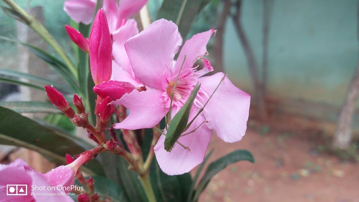 flower