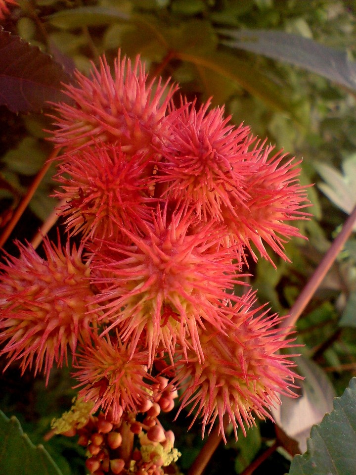 flower