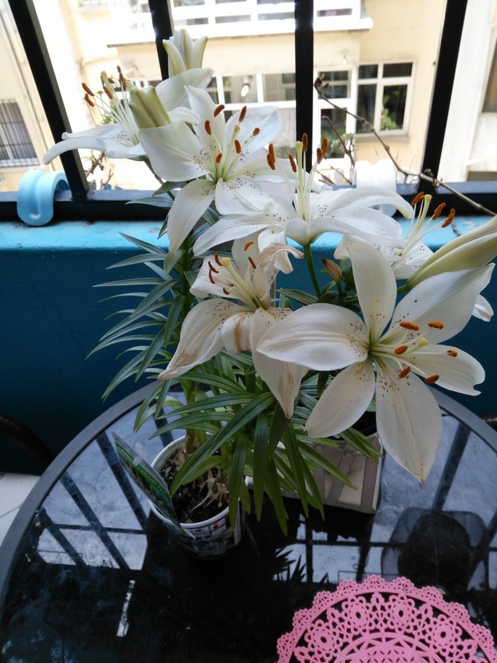 flower