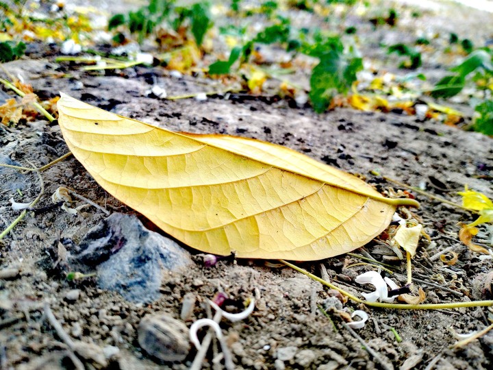 Nature