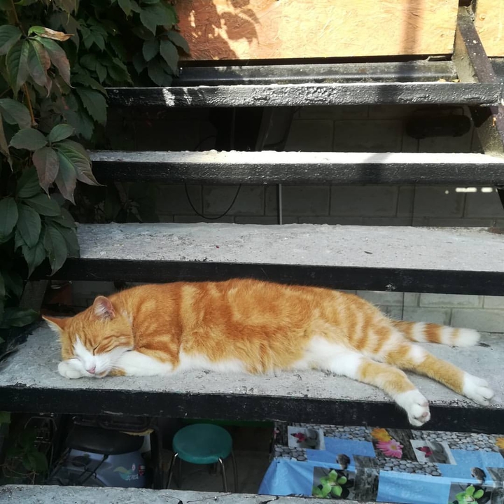 Funny cat!