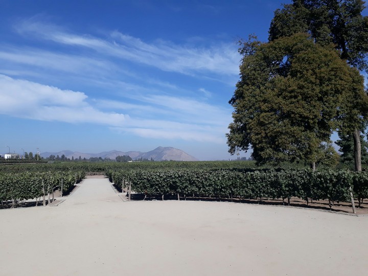 Vines