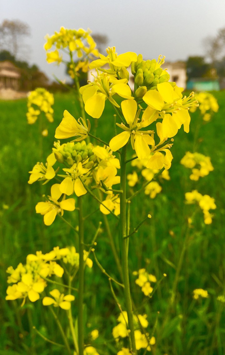 sarso flowers
