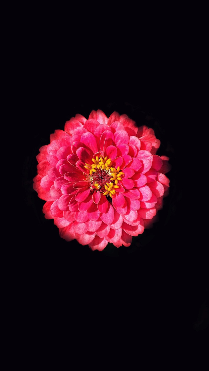 single flower