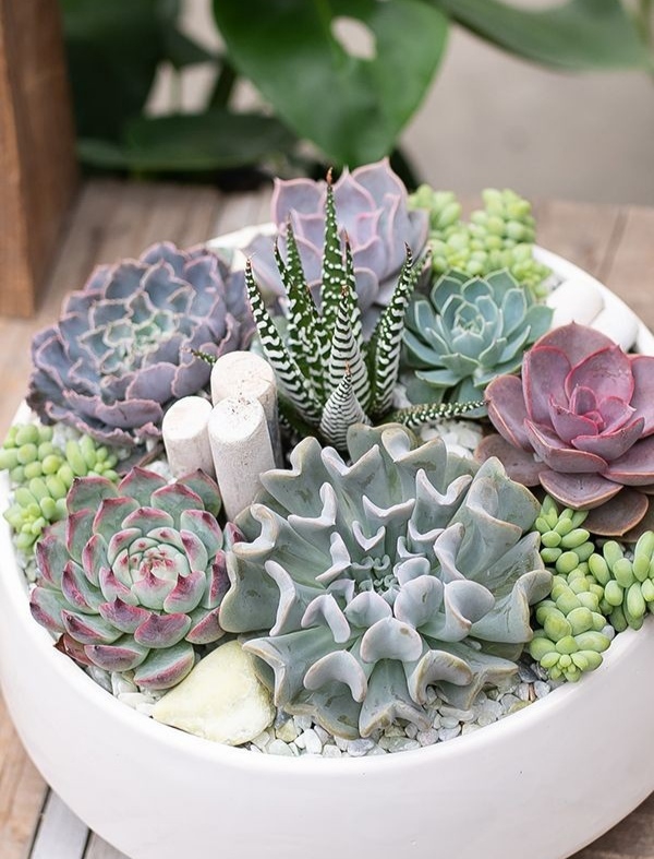 Succulents