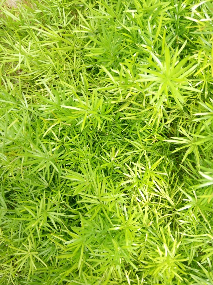 Green Green Grass