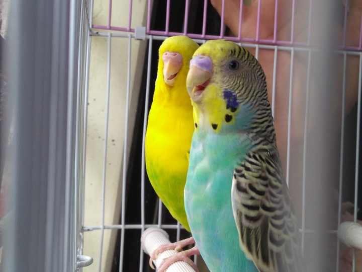 birds