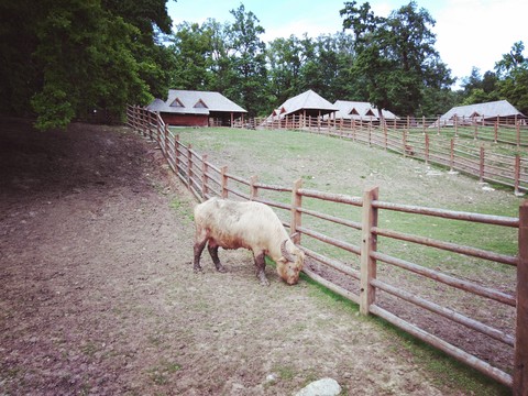 Animal ?