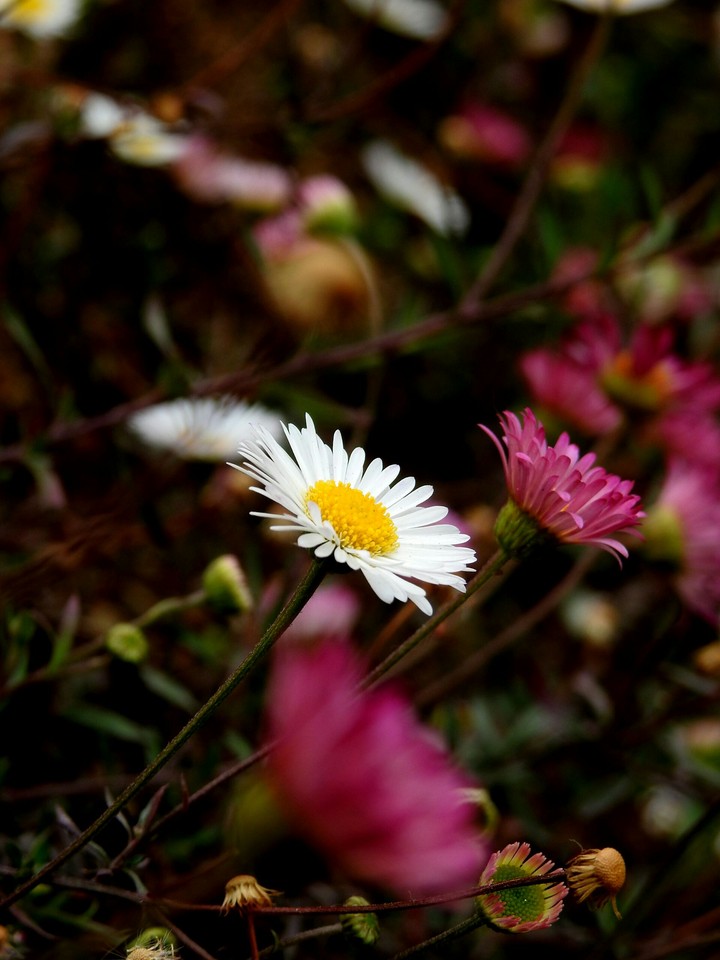 Unnamed flowers