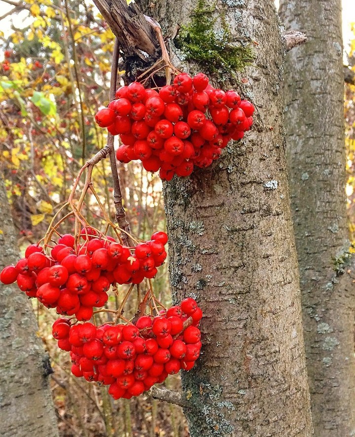#berries