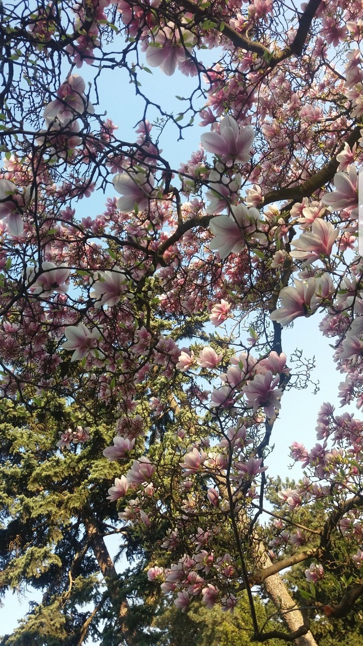 Magnolia tree