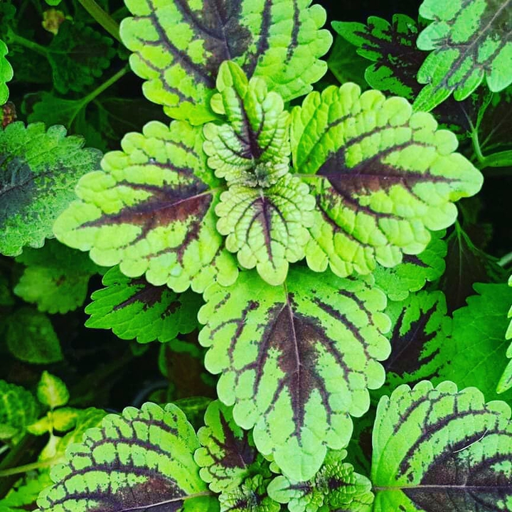 coleus