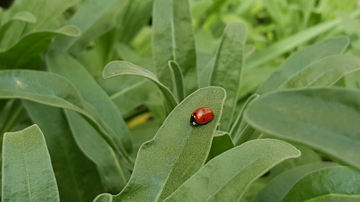 ladybug