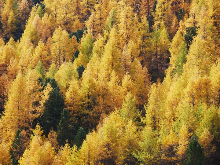 forest