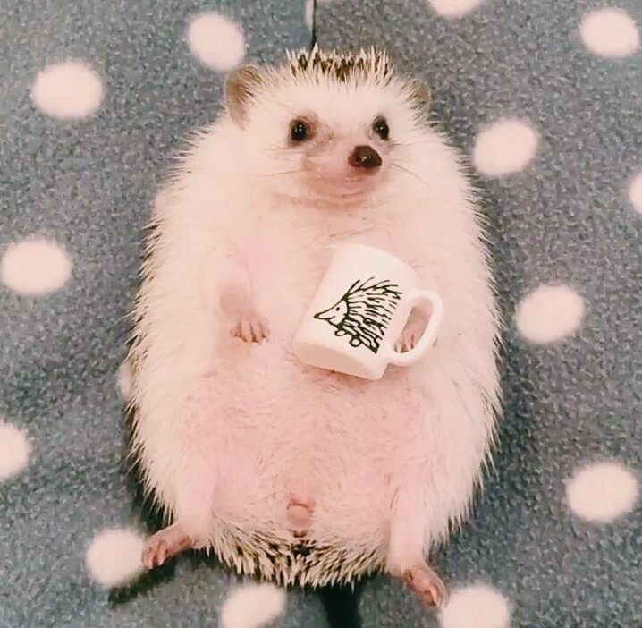 porcupine